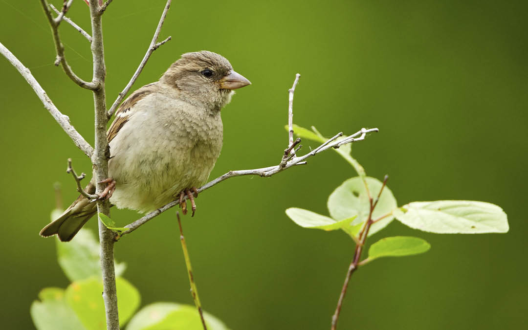 Female sparrow perched on a twig in a tree