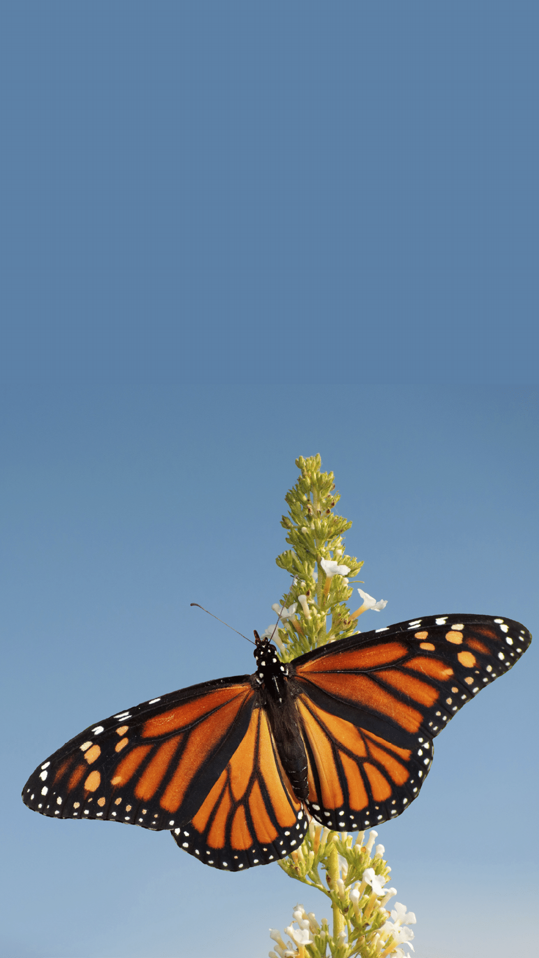 Female Monarch butterfly feeding on white flower cluster of a Butterfly bush  against blue sky